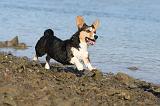 CORGI CARDIGAN 218